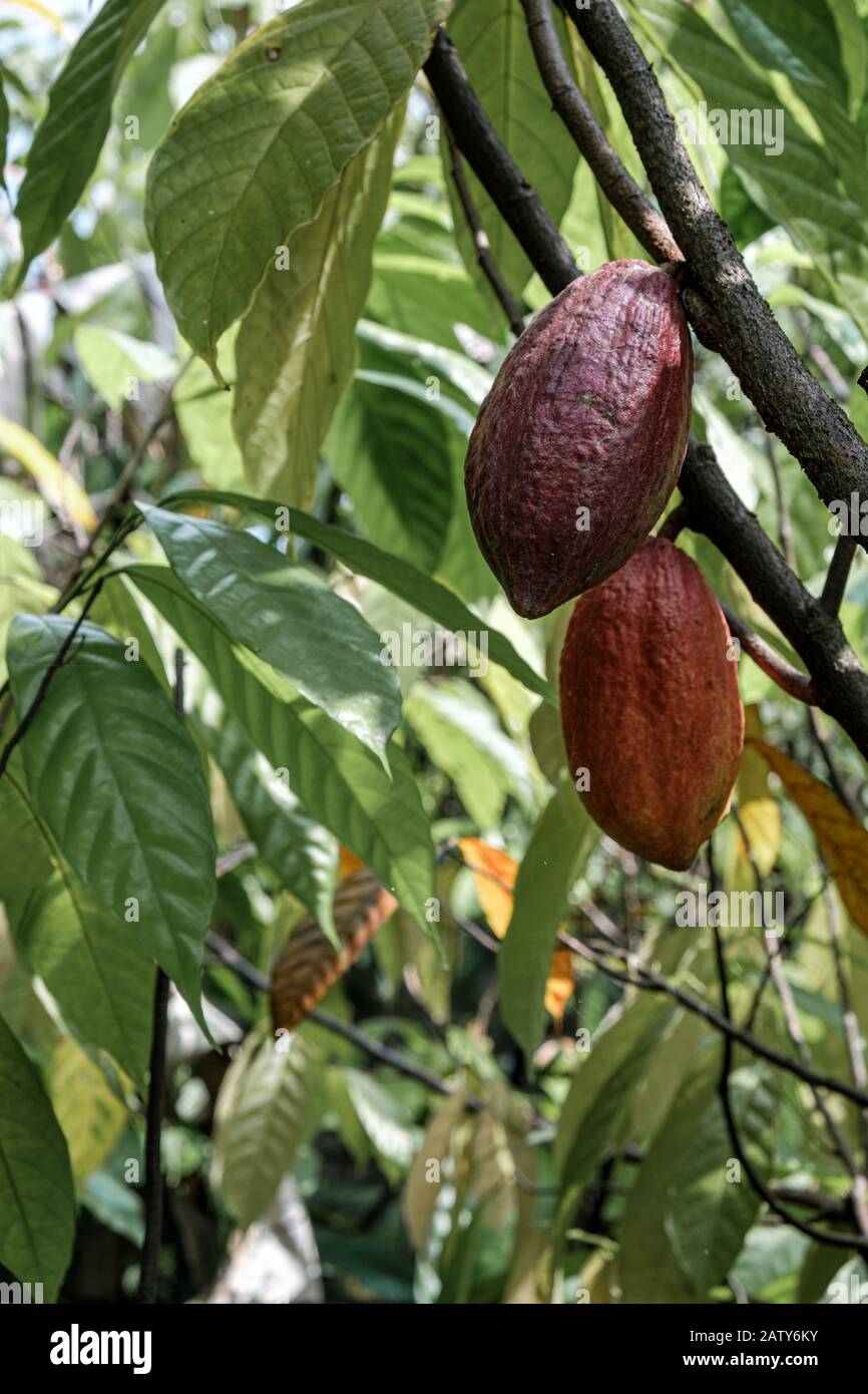Cocoa fruit ripe in tree in jungle farm before harvest ready for collect Stock Photo
