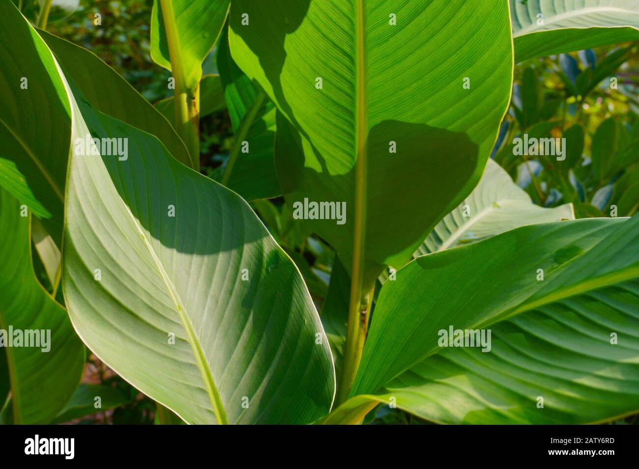 Canna indica, commonly known as Indian shot, African arrowroot, edible canna, purple arrowroot, Sierra Leone arrowroot. A plant with beautiful leaves. Stock Photo