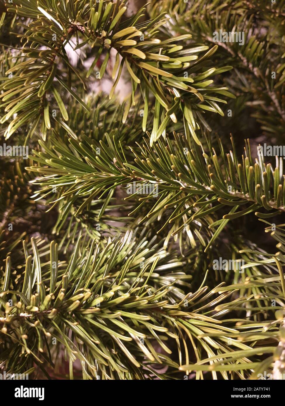 Tree smell hires stock photography and images Alamy