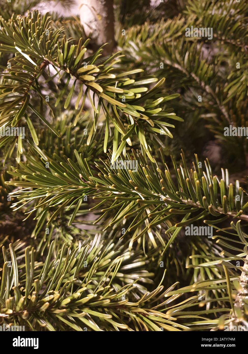 Close up of a fir tree Stock Photo