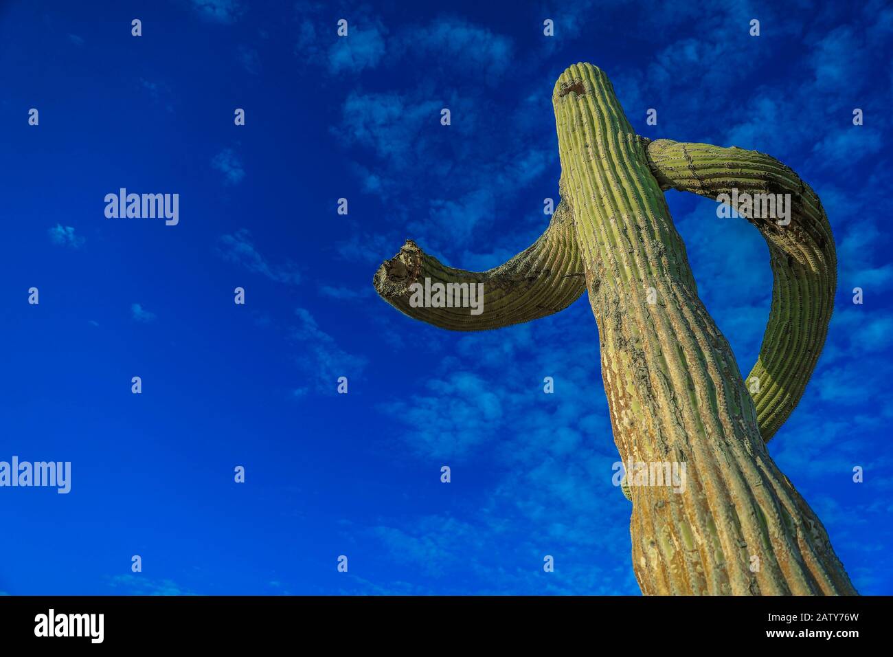 Saguaro or Sahuaro (Carnegiea gigantea) shaped like a man. Typical columnar cactus from the Sonoran Desert, Mexico. monotípicoc is a species of greater size among the cacti .... KEY WORDS: surreal, alien, extraterrestrial, strange, shape, malformation, twisted, tree brazes, bony thorns, rare, twisted, crooked, crooked.  saguaro o sahuaro (Carnegiea gigantea) con forma de un hombre. cactus columnar típico del Desierto de Sonora, Mexico. monotípicoc es una especies de mayor porte entre las cactáceas....PALABRAS CLAVES: surreal, alienigena, extraterreste, extraño, forma, malformacion, retorcido, Stock Photo