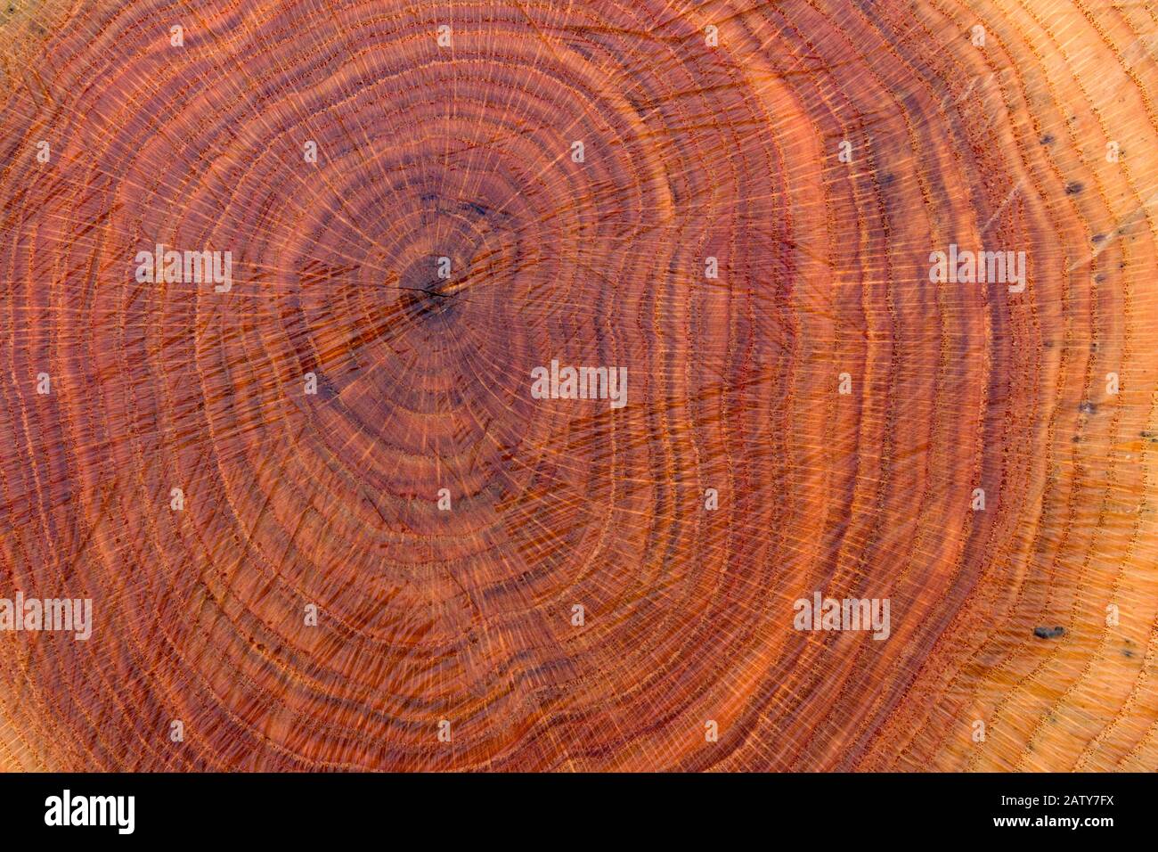 Red oak tree hires stock photography and images Alamy