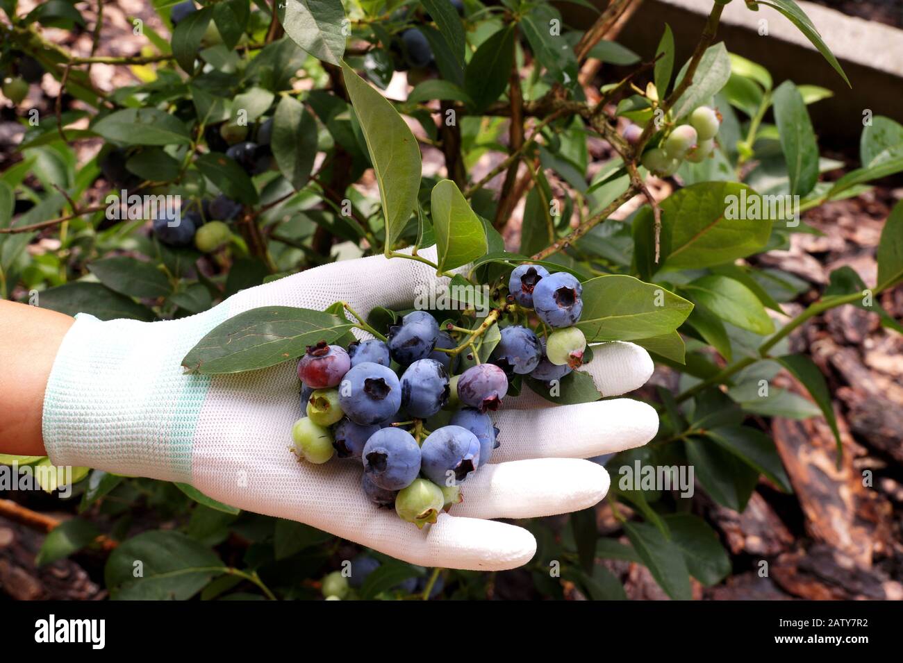 Blueberry with huge fruitvariety Chandler. A bunch of fruit on the