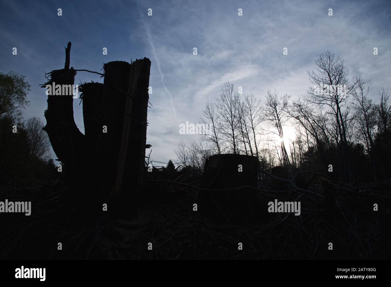 silhouette of cut down trees in the forest Stock Photo