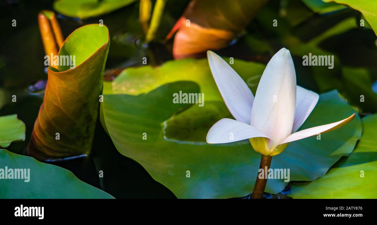 Water lily bud in pond Stock Photo