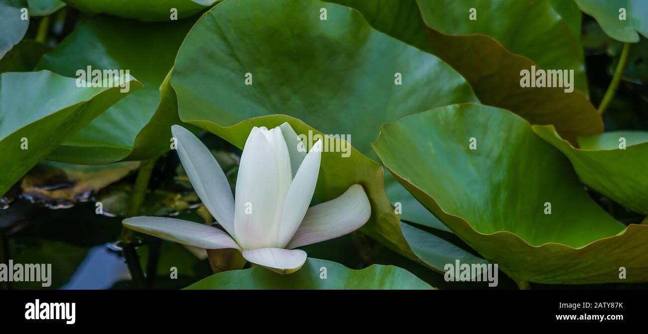 White lily in a pond Stock Photo
