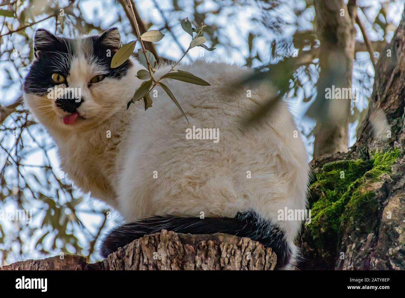 A dumb looking cat sitting on a tree stump with its tongue out looking surprised Stock Photo