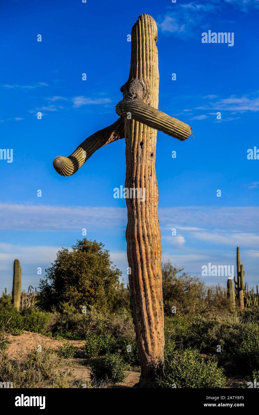Saguaro or Sahuaro (Carnegiea gigantea) shaped like a man. Typical columnar  cactus from the Sonoran Desert, Mexico. monotípicoc is a species of greater  size among the cacti . KEY WORDS: surreal, alien