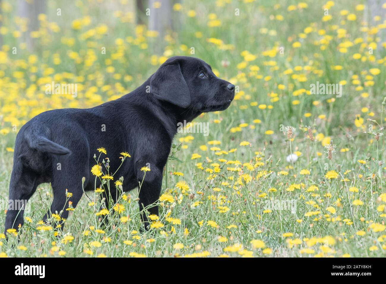 8 Week Old Black Labrador Puppy Dog: Black Labrador Retriever Pup, 8 Weeks Old Photo Wp42876