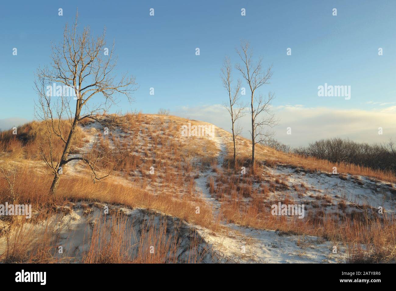 Snow covered golden dunes in winter at the Indiana Dunes National Park