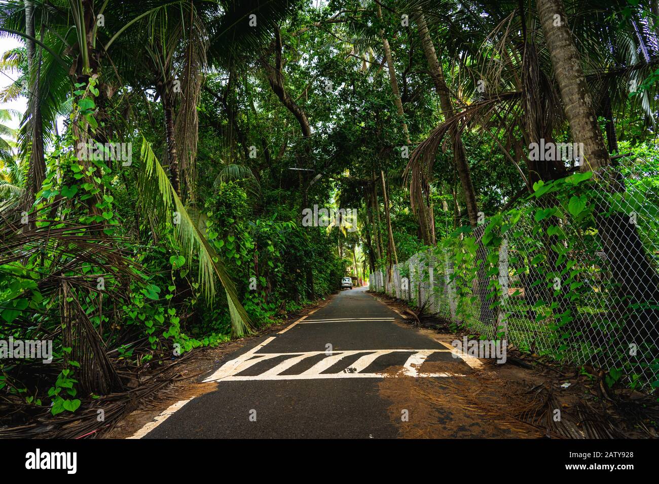 A lonely road in the damp green forest Stock Photo