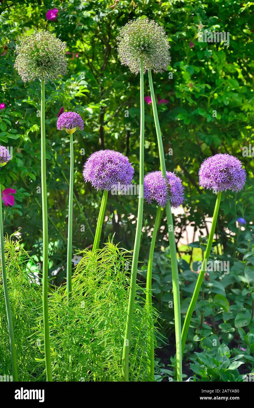 Decorative onion - Allium purple flowers growing in the garden. Purple balls of ornamental onion on flowerbed. Allium flowers cluster - decorative oni Stock Photo