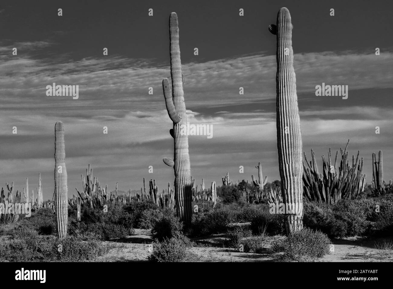 Saguaro Or Sahuaro (carnegiea Gigantea) Shaped Like A Man. Typical 