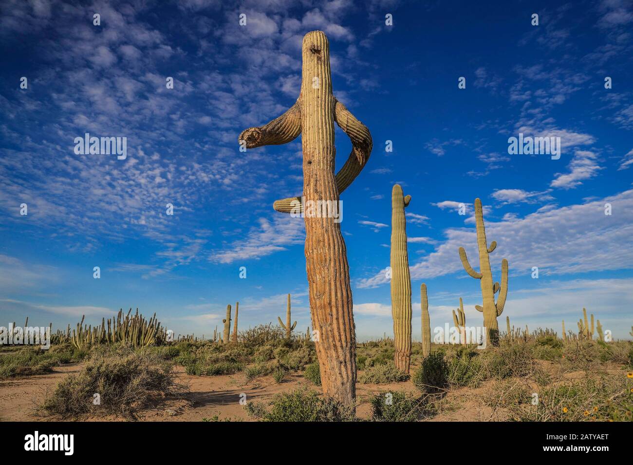 Saguaro o Sahuaro (Carnegiea gigantea) conformaron como un hombre. Cactus  columnar típico del desierto de Sonora, México. Monotípicoc es una especie  de greato Fotografía de stock - Alamy