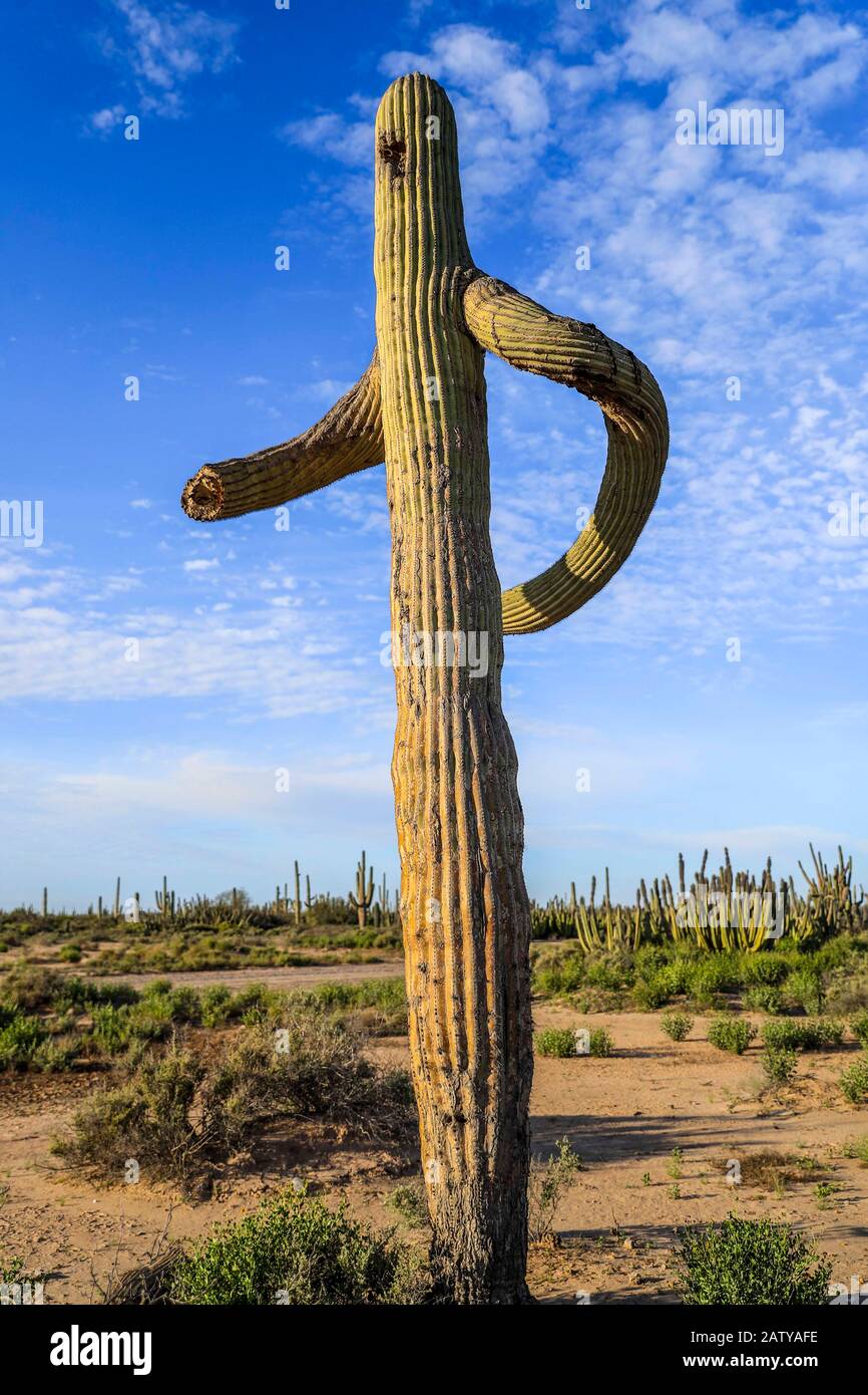 Saguaro or Sahuaro (Carnegiea gigantea) shaped like a man. Typical columnar  cactus from the Sonoran Desert, Mexico. monotípicoc is a species of greate  Stock Photo - Alamy