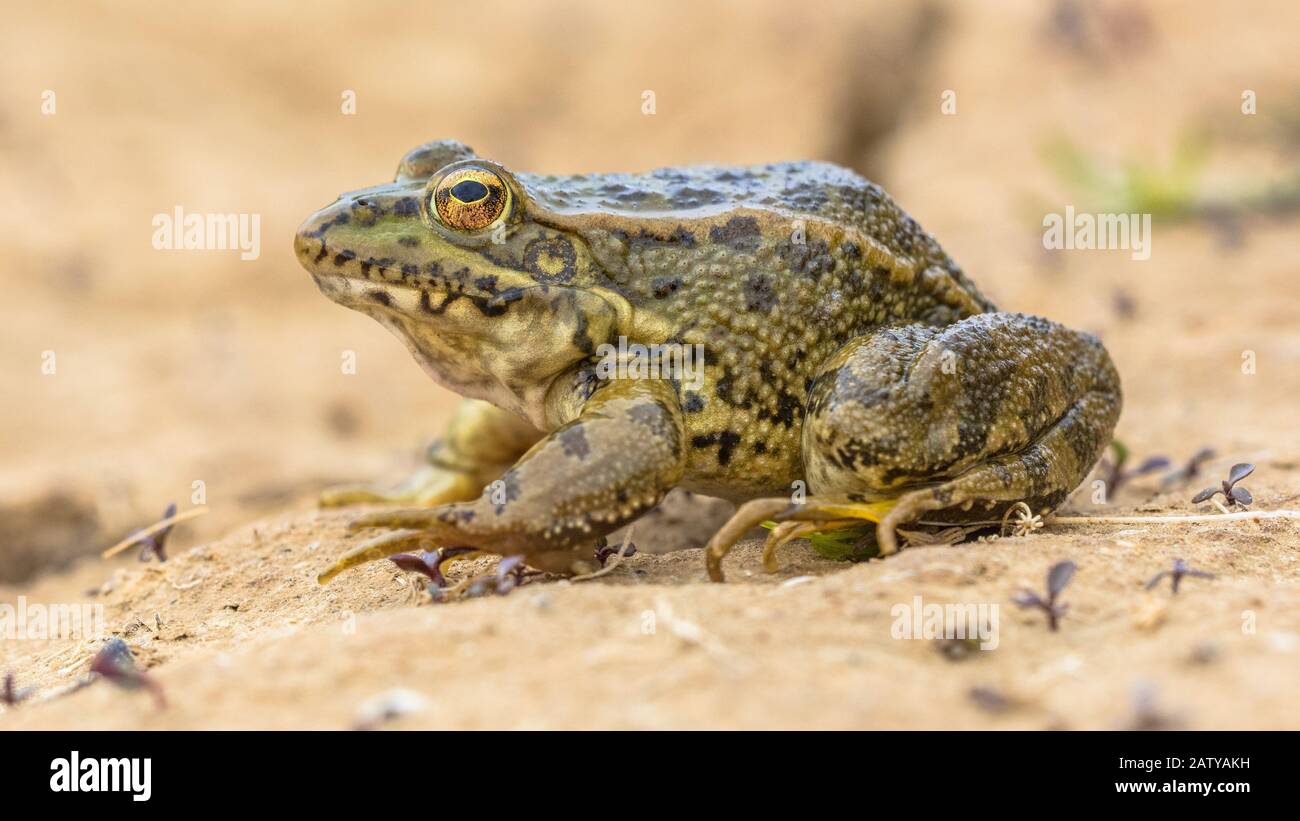 Iberian water frog (Pelophylax perezi) on the pank of a sandy pond in the Alcubierre mountains, Aragon, Spain Stock Photo