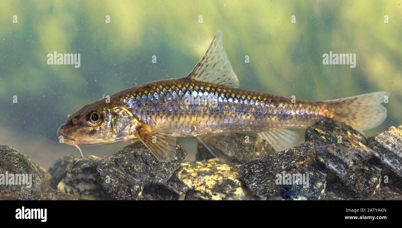 Gudgeon (Gobio gobio) freshwater bottom benthic fish in natural habitat on green background. Stock Photo