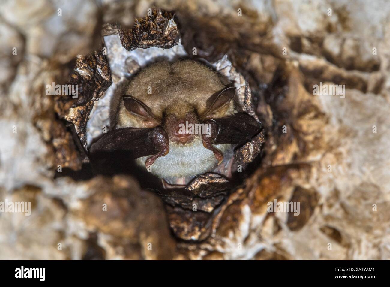 Long-fingered bat (Myotis capaccinii) roosting in stone ceiling of tunnel during day time Stock Photo
