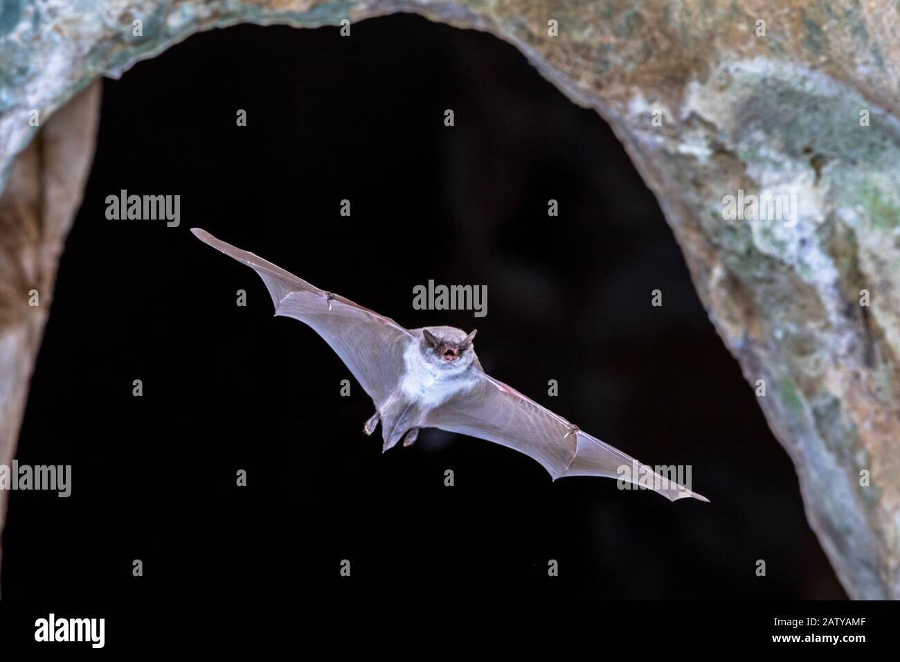 Long-fingered bat (Myotis capaccinii) flying from entrance of colony cave in Spanish Pyrenees, Aragon, Spain. April. Stock Photo