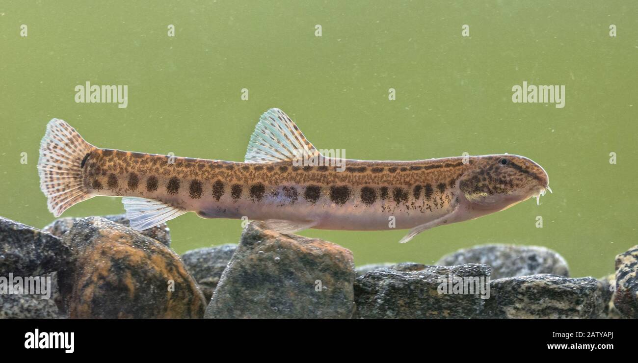 Spined loach (Cobitis taenia) is a freshwater fish in Europe. It is also known as spotted freshwater loach. It is found in oxygen rich water of rivers Stock Photo