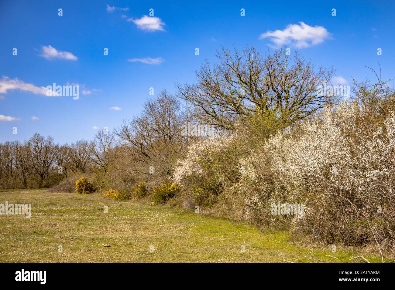 Trees and bushes in a windbreak with blossom of Amelanchier (Amelanchier ovalis), Common Gorse (Ulex europaeus) and Common hawthorn (Crataegus monogyn Stock Photo