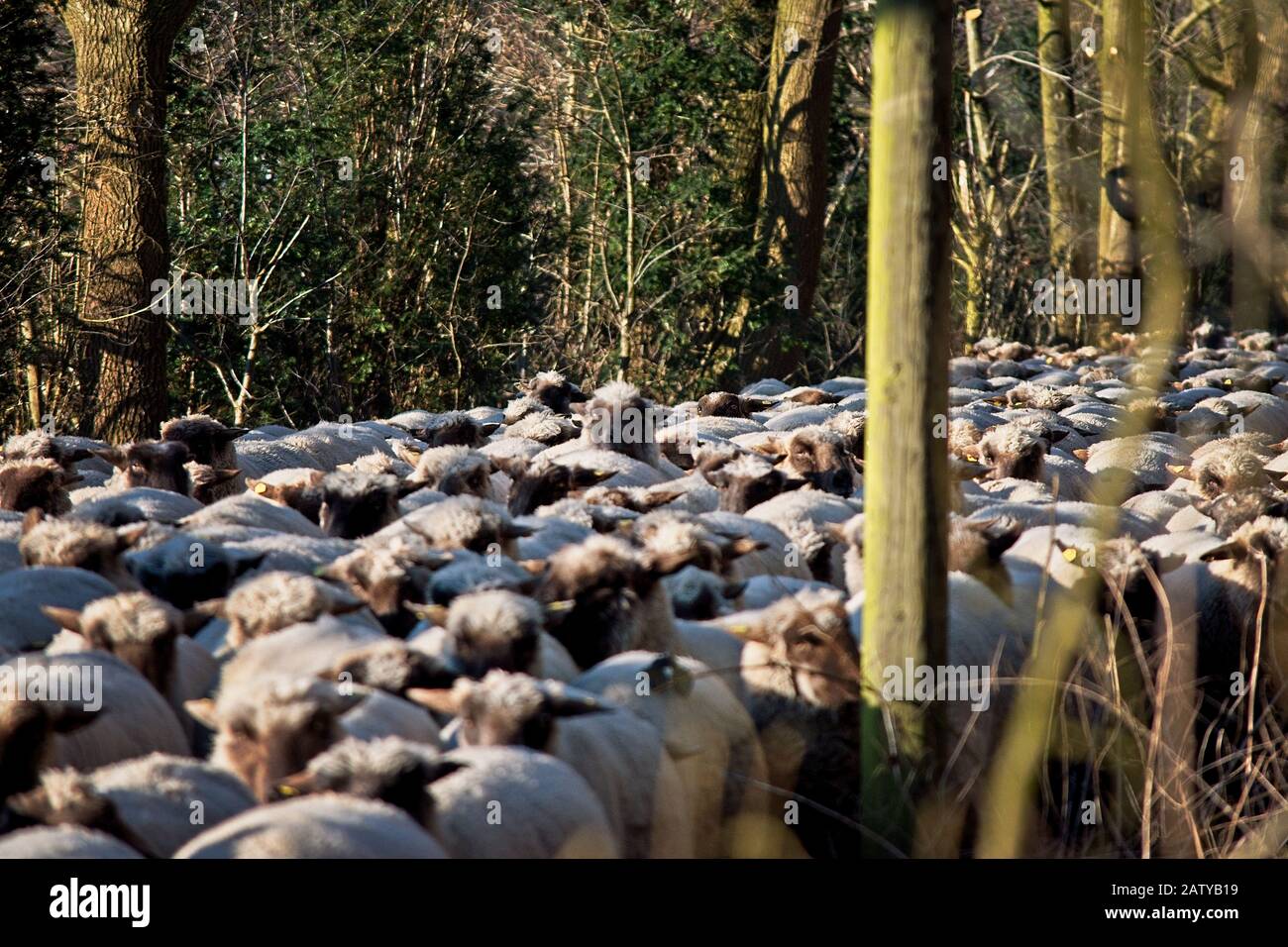 Large flock of sheep walking along a road between woodland trees on ...