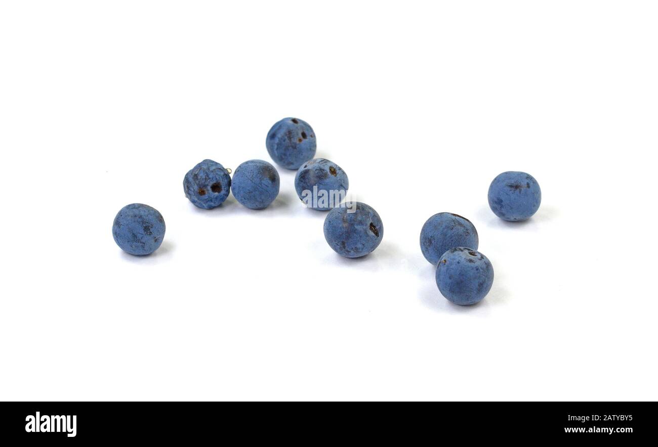 Prunus spinosa (blackthorn; sloe) scattered berries isolated on white background; Stock Photo