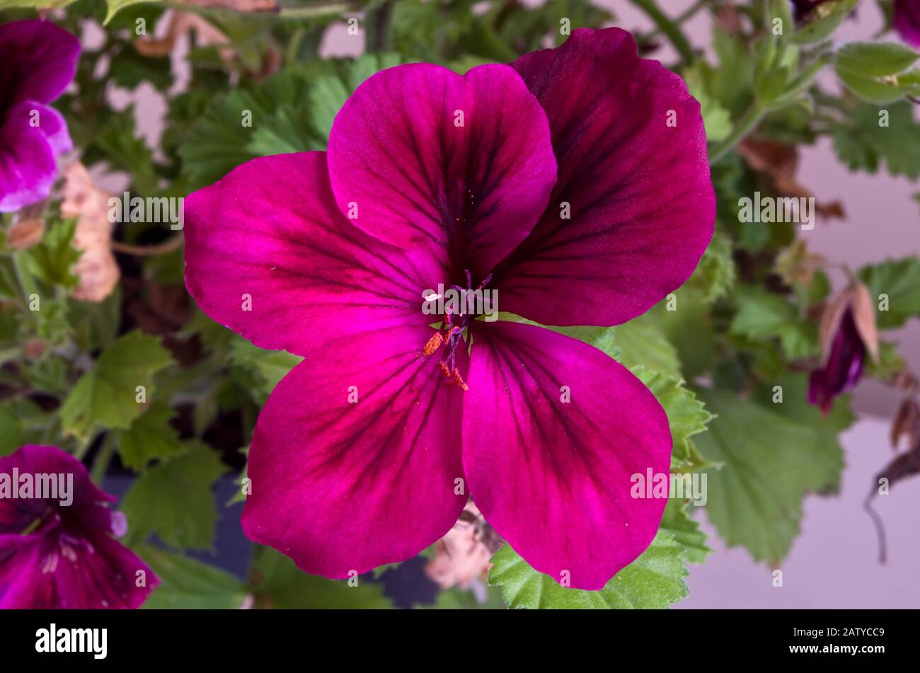 Pelargonium Regalia Chocolate Plant in Flower Stock Photo