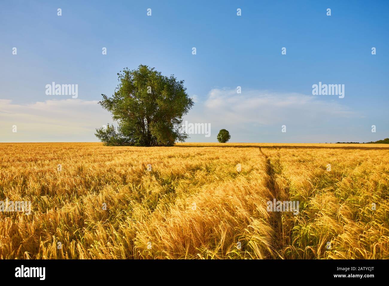 Field of Golden wheat under the blue sky and clouds Stock Photo - Alamy