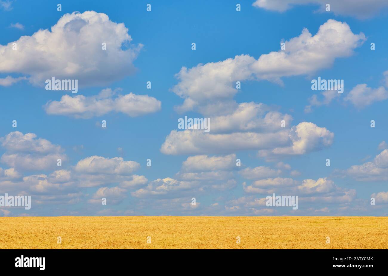Field of Golden wheat under the blue sky and clouds Stock Photo - Alamy