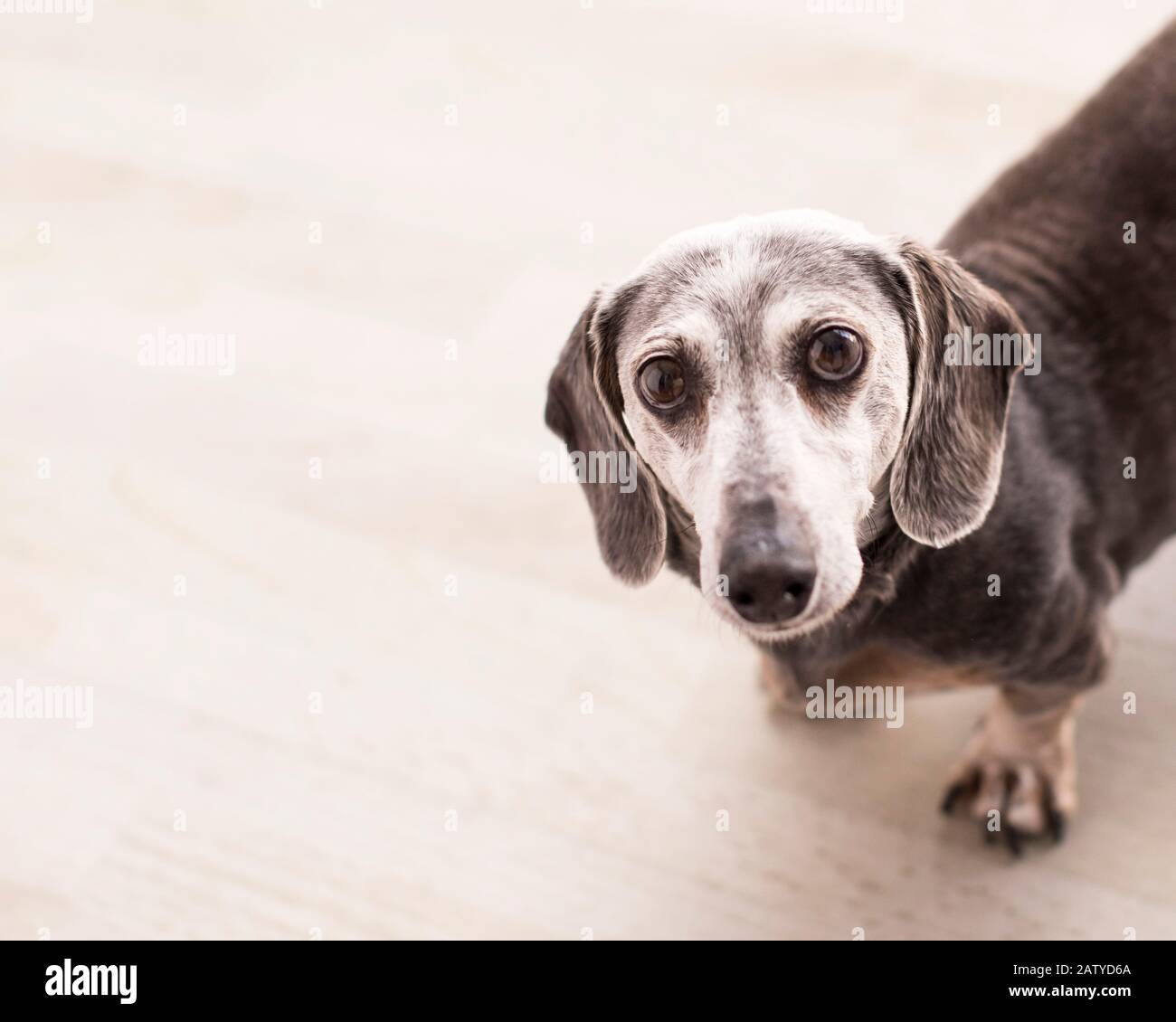 Funny old weiner dog leans in from the right with a question on his face in a bright natural light room Stock Photo