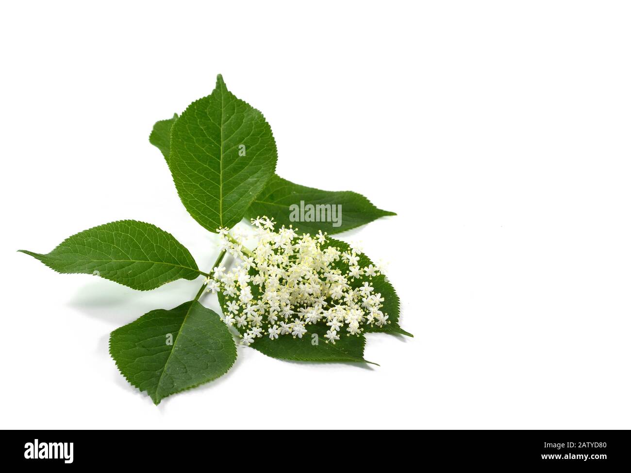 The Elder or Elderberry (Sambucus nigra) isolated on white background Stock Photo