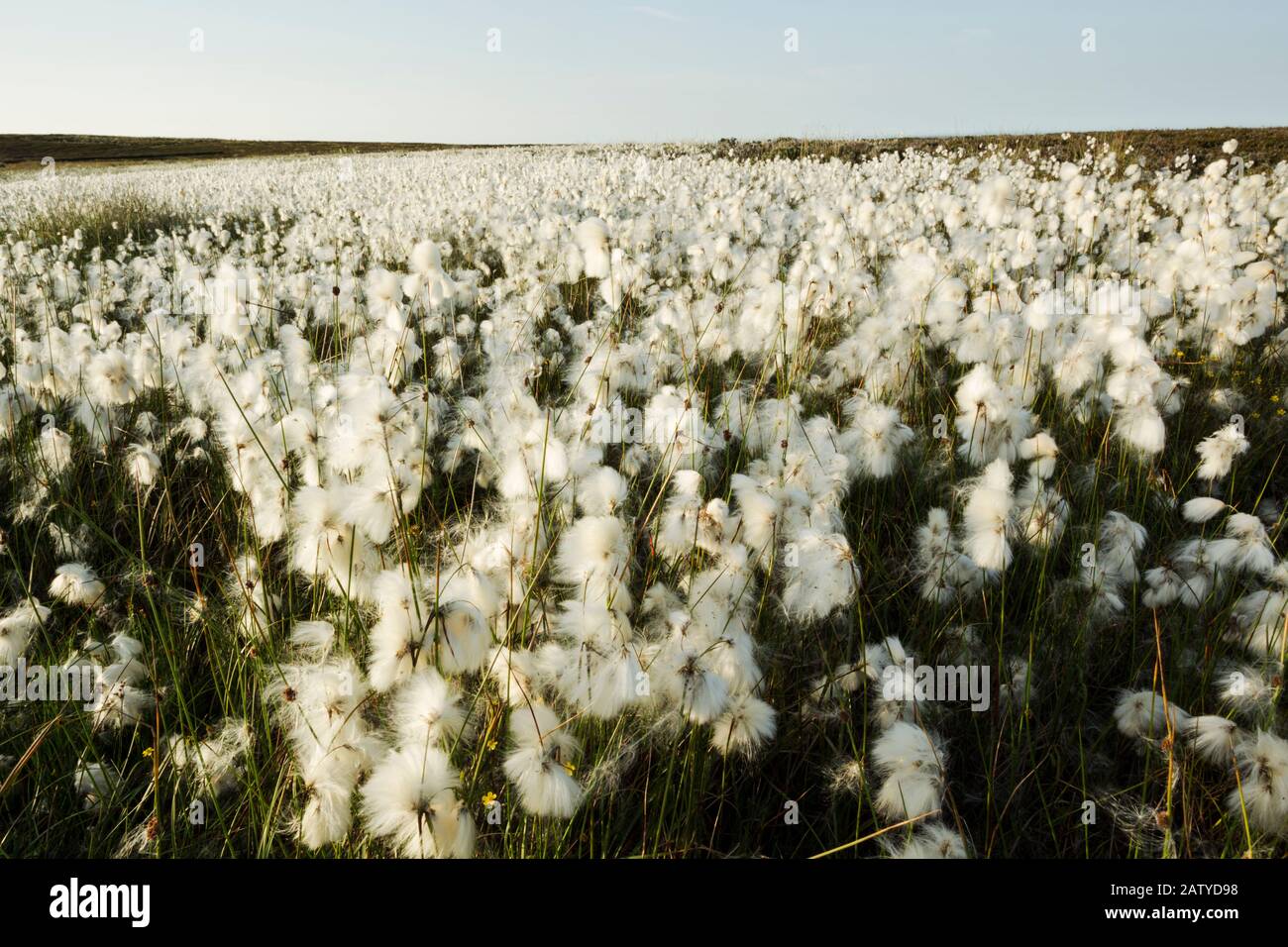 Common cotton-grass or cottonsedge or bog cotton (Eriophorum angustifolium) in full flower on moorland.  It grows on peat or acidic soils, in open wet Stock Photo