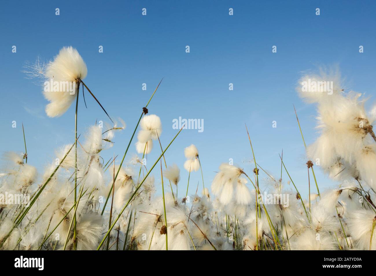 Common cotton-grass or cottonsedge or bog cotton (Eriophorum angustifolium) in full flower on moorland.  It grows on peat or acidic soils, in open wet Stock Photo