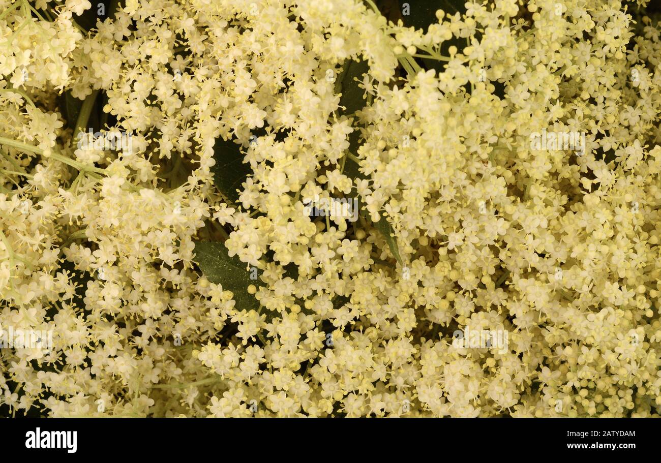 Elderflower or Sambucus in full bloom in spring. European Elderberry