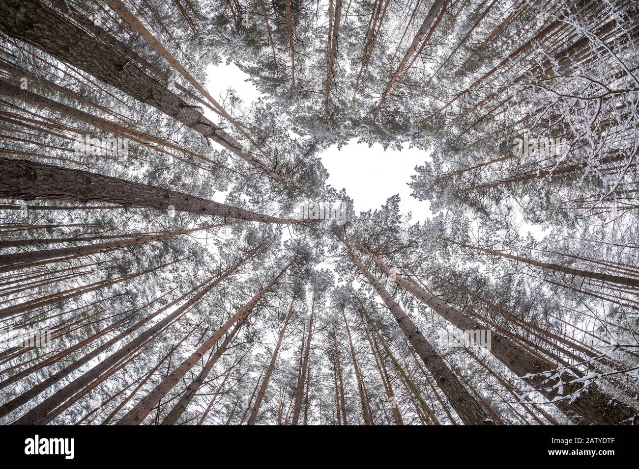 Giant trees looking up canopy hi-res stock photography and images - Alamy