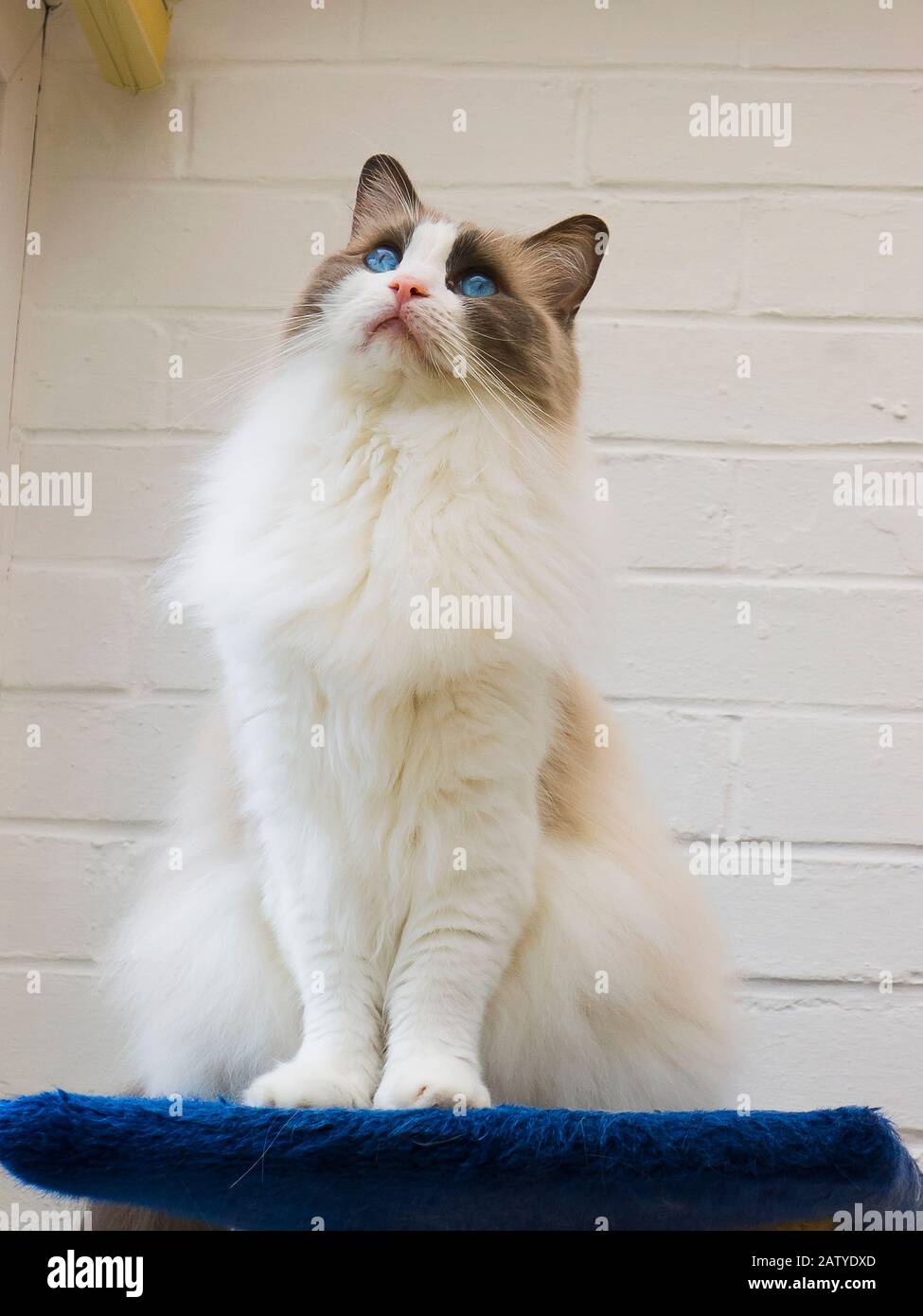 An engaging view of a young male Ragdoll cat whose attention is on something beyond the camera lens. Note his blue eyes characteristic of the breed; Stock Photo
