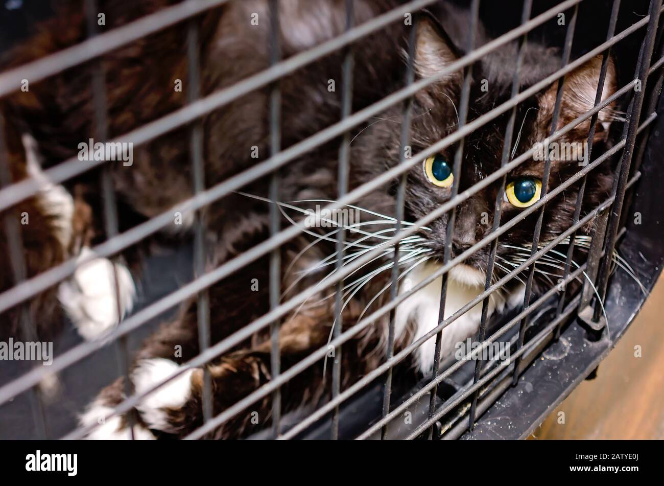 Cat Locked Cage Stock Photo - Download Image Now - Domestic Cat