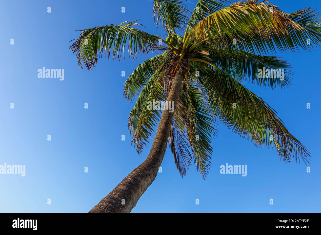 Palm tree and and blue sky Stock Photo
