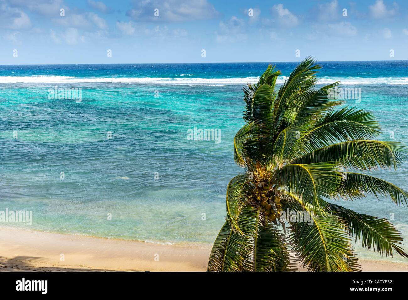 Palm tree and Caribbean Sea Stock Photo