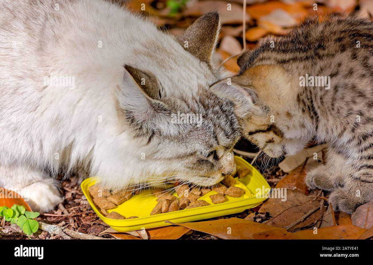 A feral mother cat eats kibble with her six-week-old tabby kitten, Jan. 30, 2020, in Coden, Alabama. Stock Photo