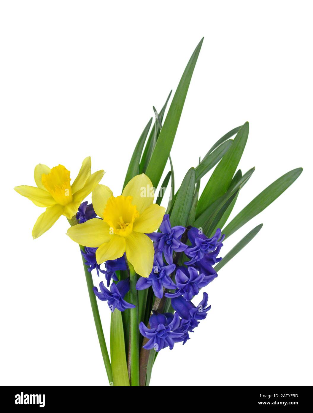 Spring bouquet of flowers isolated on white background. Blue Hyacinth ...
