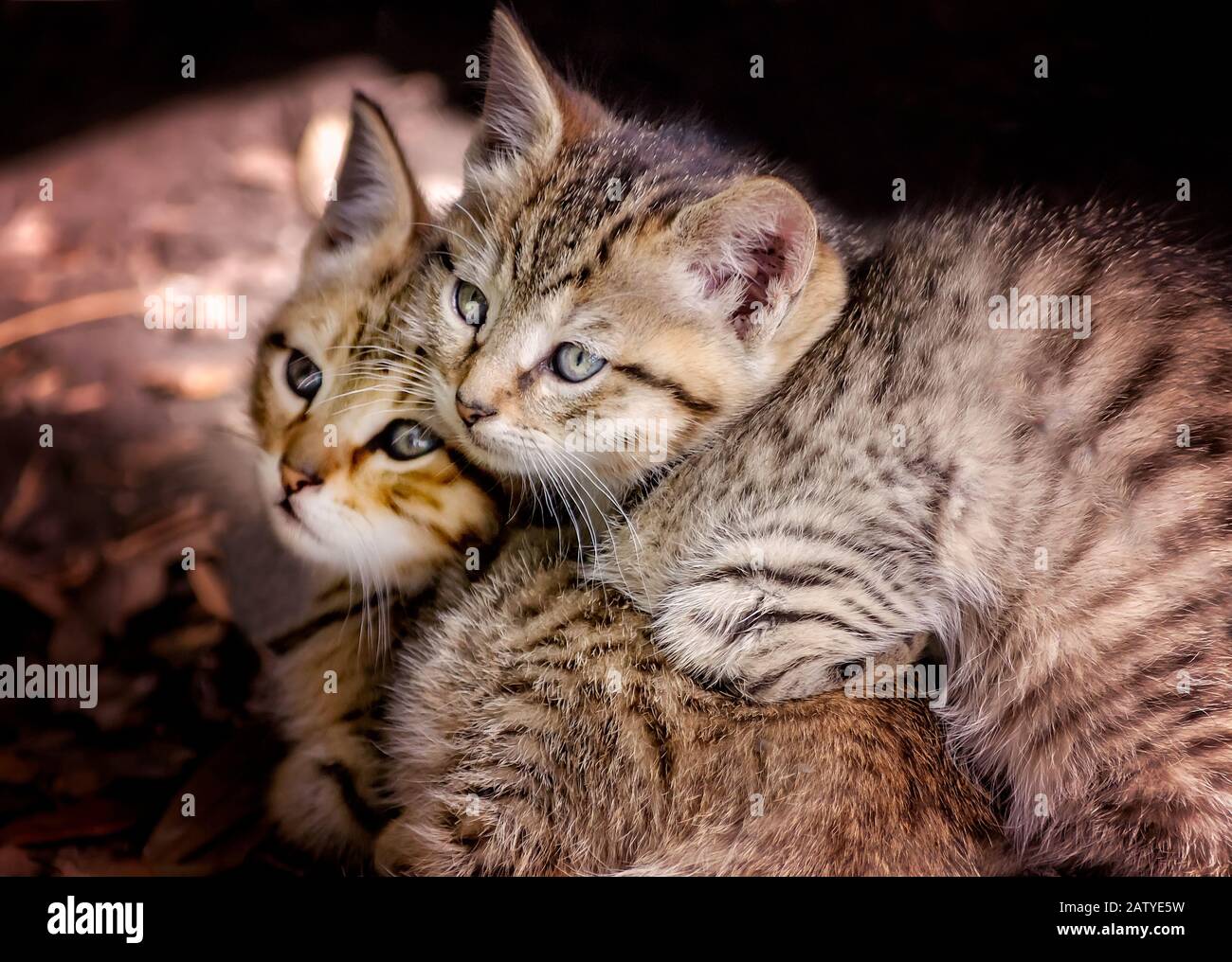 Two six-week-old tabby kittens snuggle together beneath an abandoned house, Jan. 30, 2020, in Coden, Alabama. Stock Photo