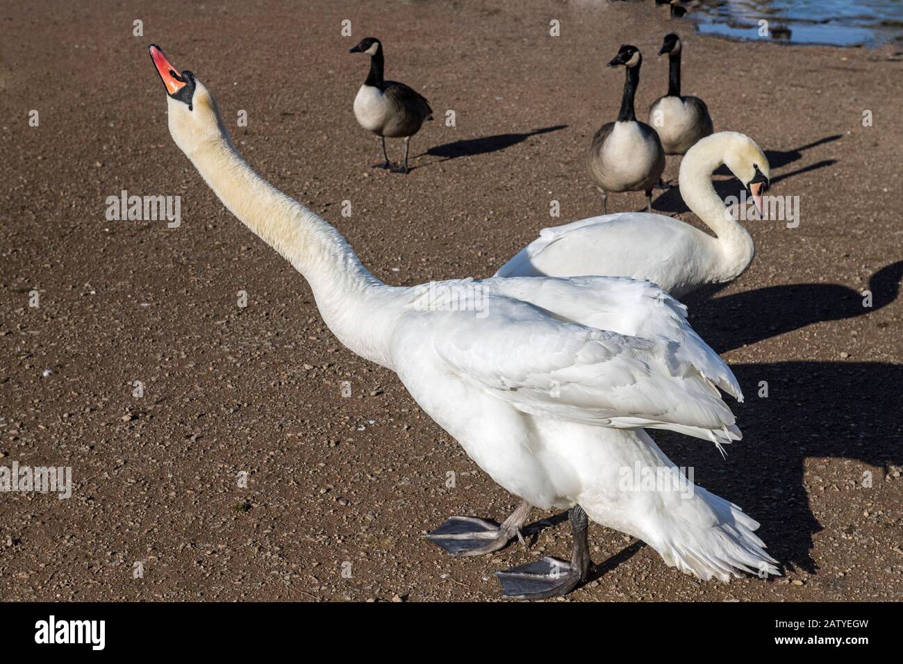 Mute swan or Cygnus olor at Cosmeston Lake in Penarth showing one of various poses Stock Photo