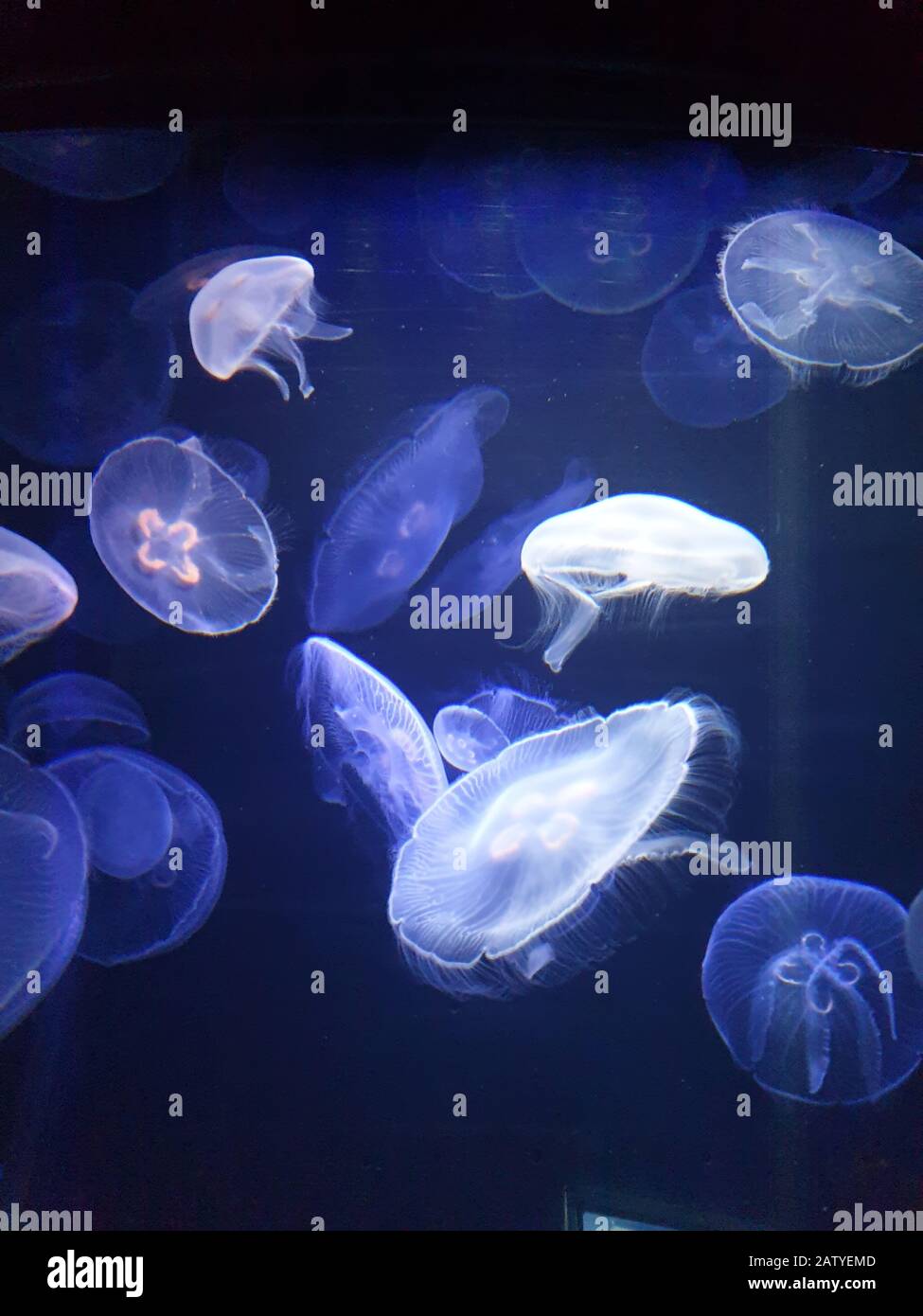 Floating in the deep blue sea Stock Photo - Alamy