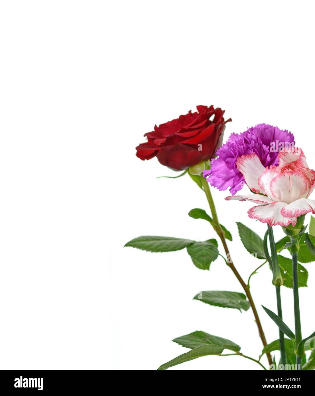 Beautiful bouquet of carnation and roses flower isolated on white ...