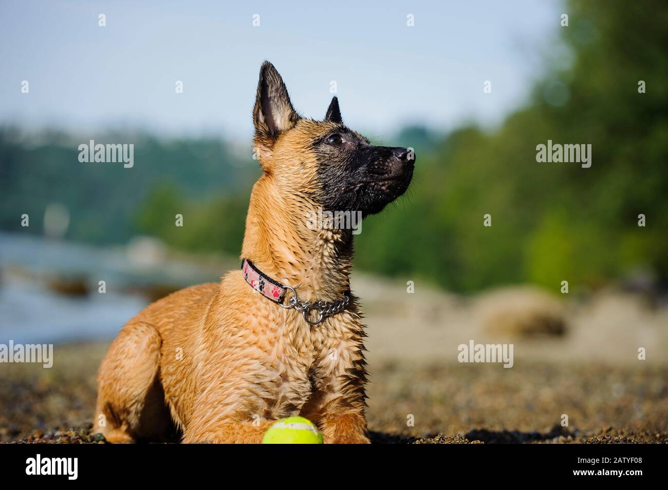 About the Laekenois - CASA MONT'ALVES PASSION FOR DOGS, image size:1300x955