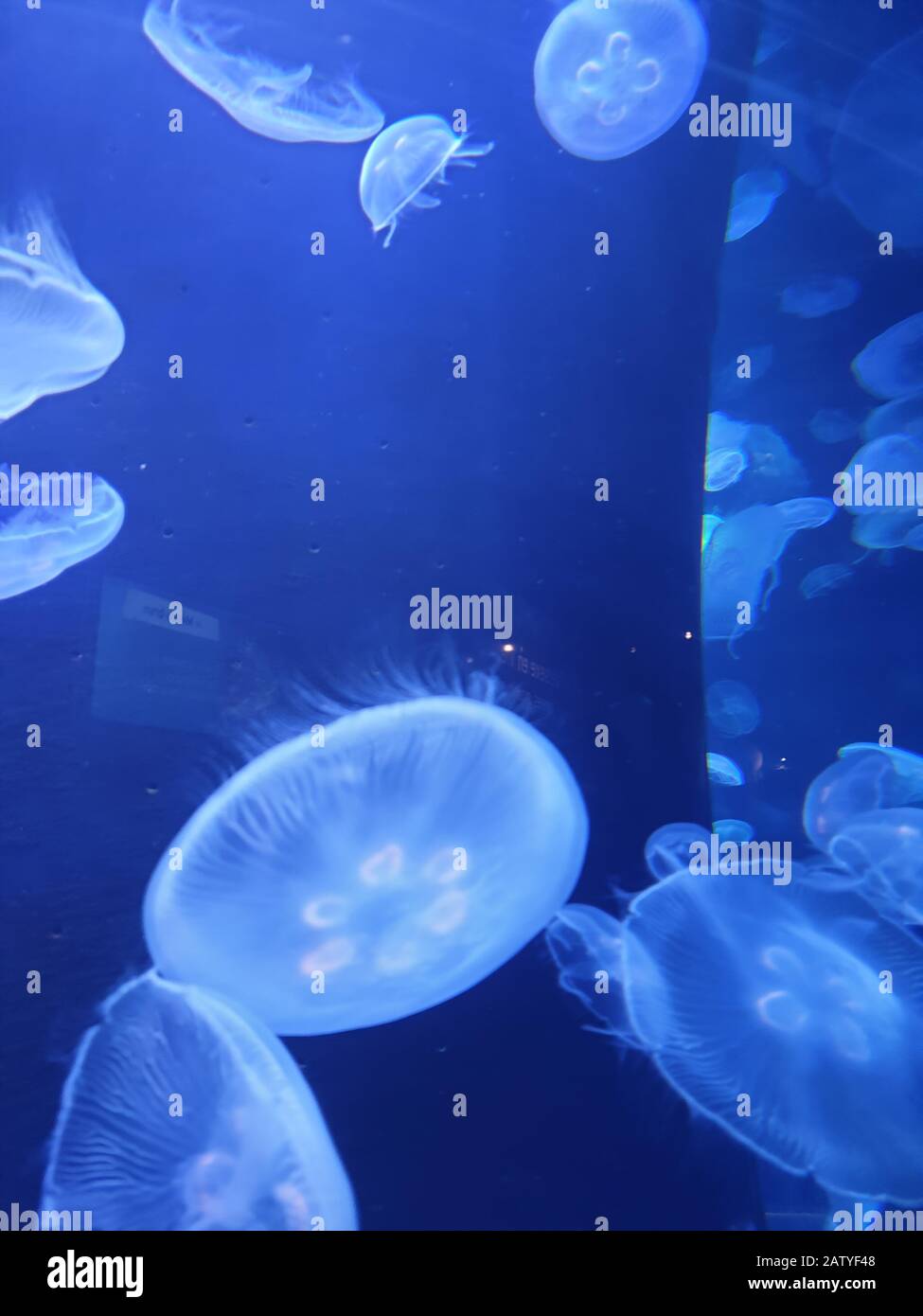 Floating in the deep blue sea Stock Photo