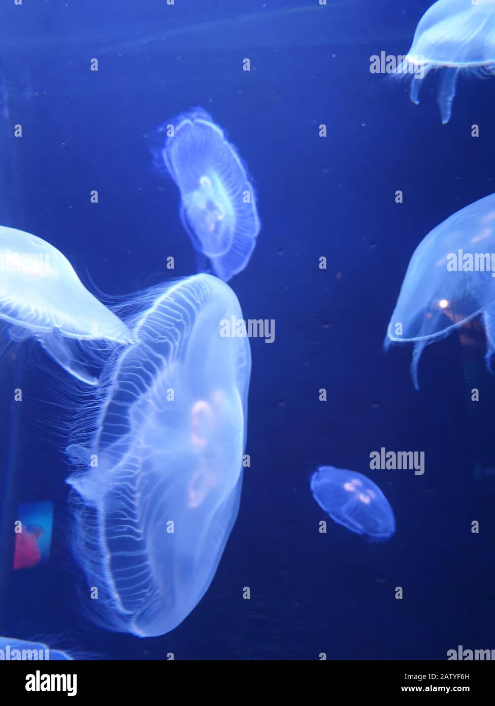 Floating in the deep blue sea Stock Photo
