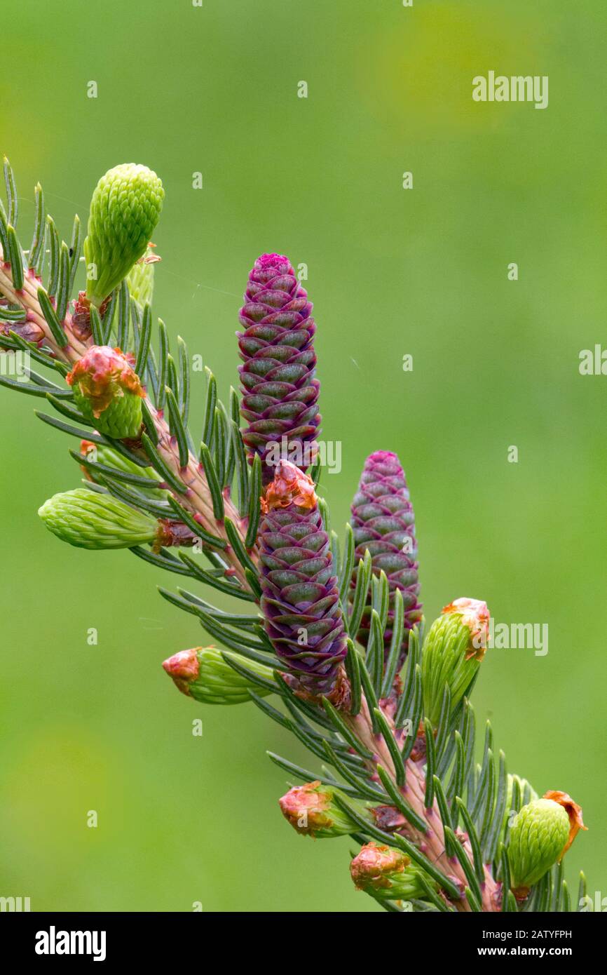 The Pistillate (female) flower on White Spruce. Stock Photo